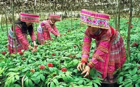 三七價(jià)格，三七粉價(jià)格